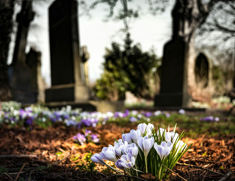 beautiful flowers in a graveyard